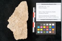 Foto (Objekt + Etikett) von Rhamnus frangula L. (NHMW-GEO-2024-0188-11318)